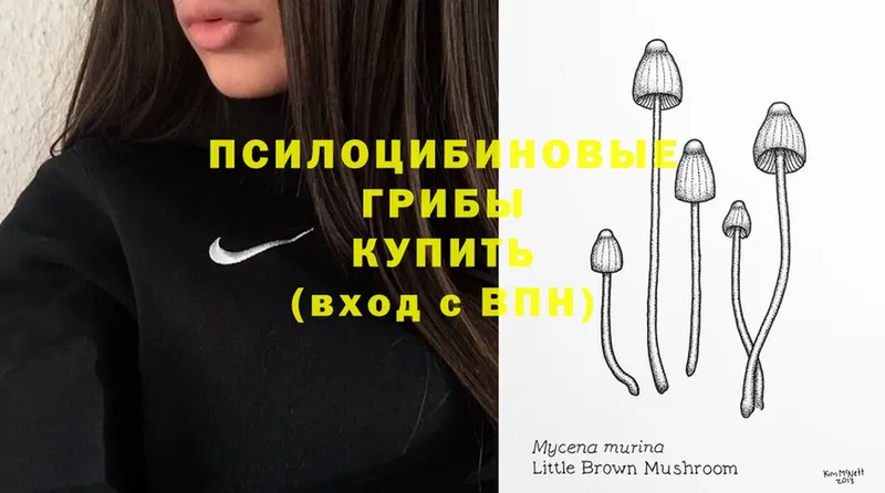 кракен рабочий сайт  Кировск  Галлюциногенные грибы Psilocybe 